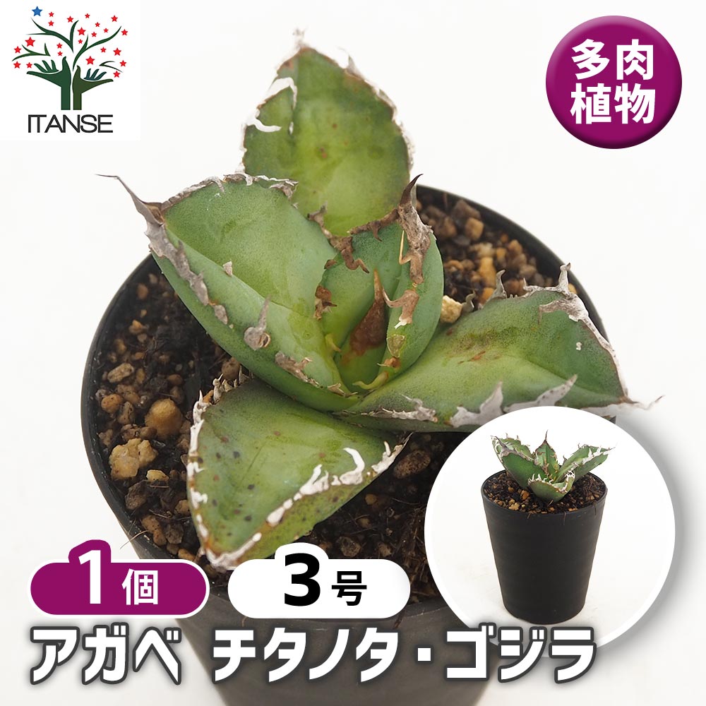 アガベ チタノタ ゴジラ 【多肉植物 3号／1個売り】｜ 【植物の