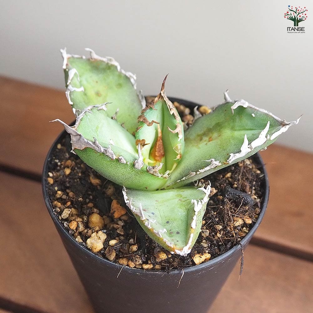 アガベ チタノタ ゴジラ 【多肉植物 3号/1個売り】| 【植物の アガベ チタノタ ゴジラ 【多肉植物 3号/1個売り】| 【植物の