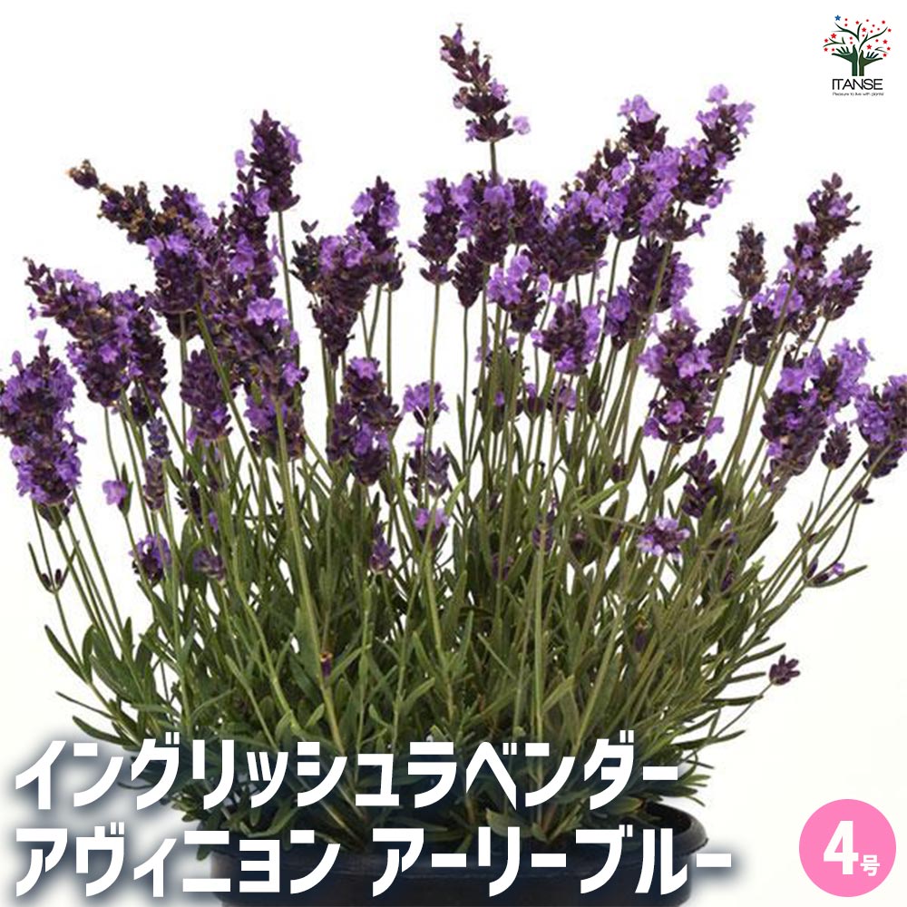 ラベンダー アヴィニョン アーリーブルー 【ハーブの苗 4号】