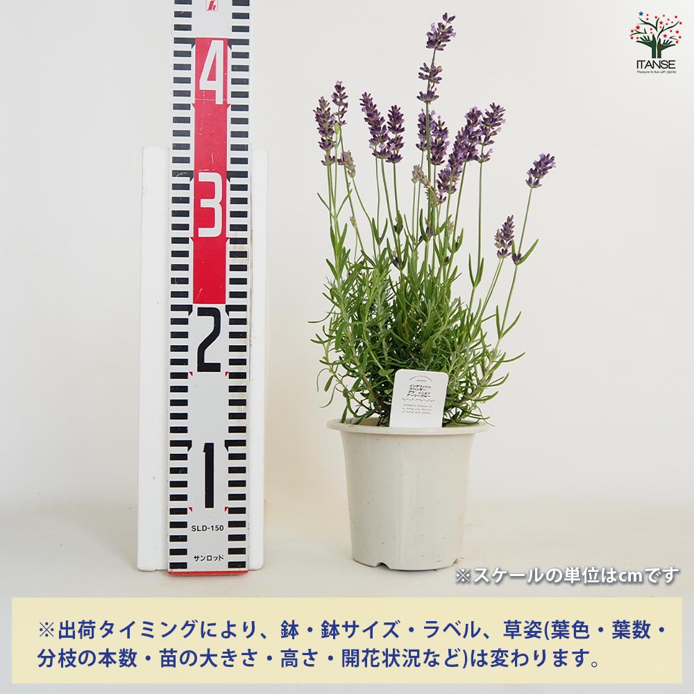 ラベンダー アヴィニョン アーリーブルー 【ハーブの苗 4号】