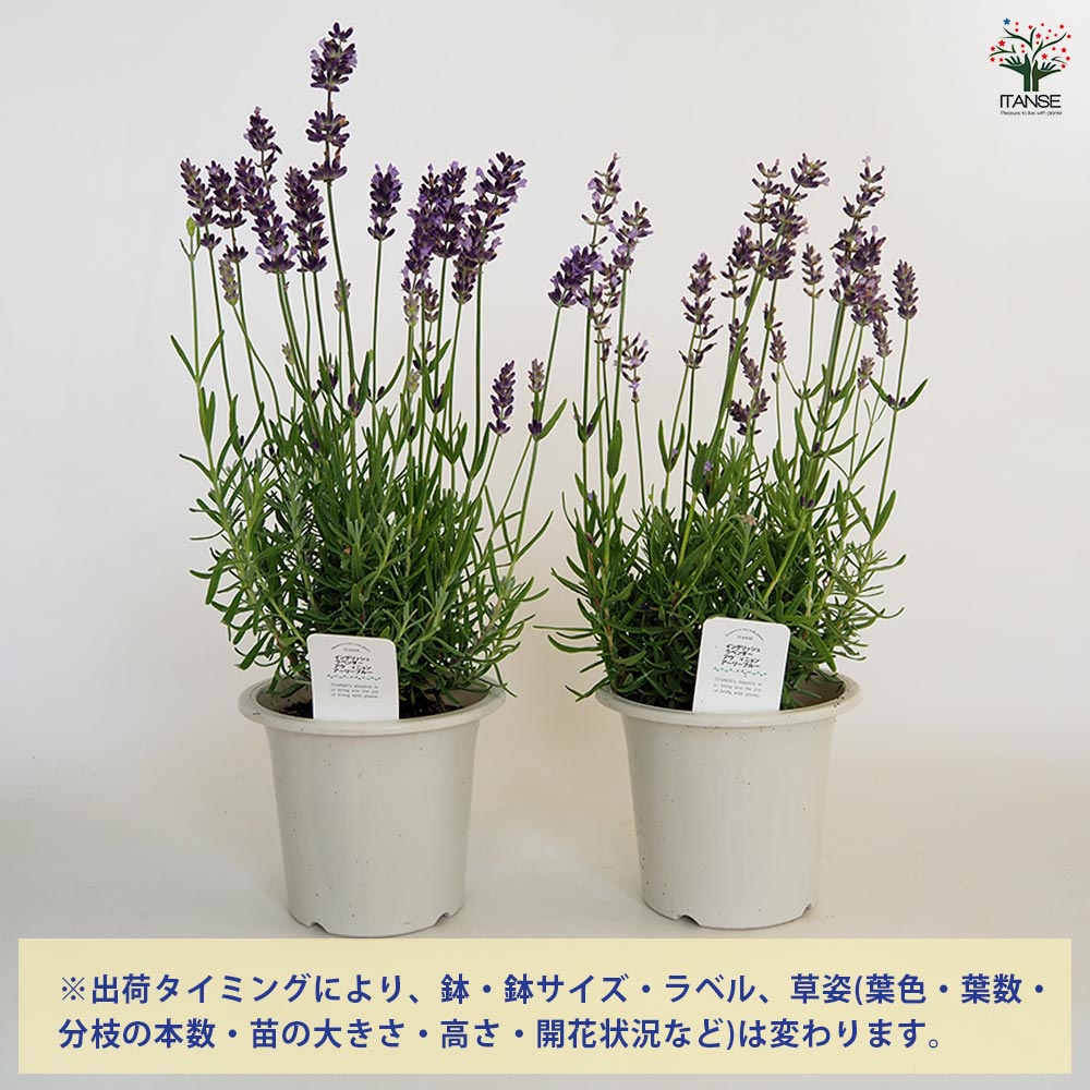 ラベンダー アヴィニョン アーリーブルー 【ハーブの苗 4号】