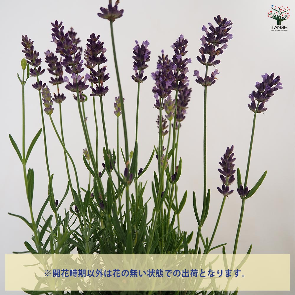 ラベンダー アヴィニョン アーリーブルー 【ハーブの苗 4号】
