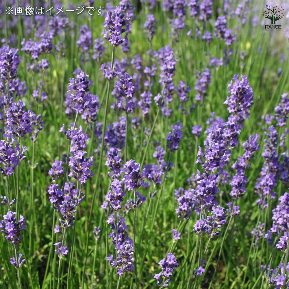 ラベンダー アヴィニョン アーリーブルー 【ハーブの苗 4号】
