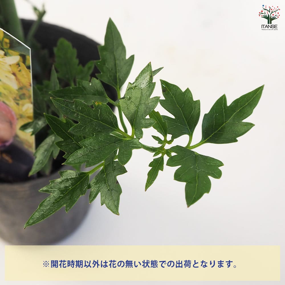 常緑クレマチス フレグランスオベロン【花苗 3~4号ポット苗】