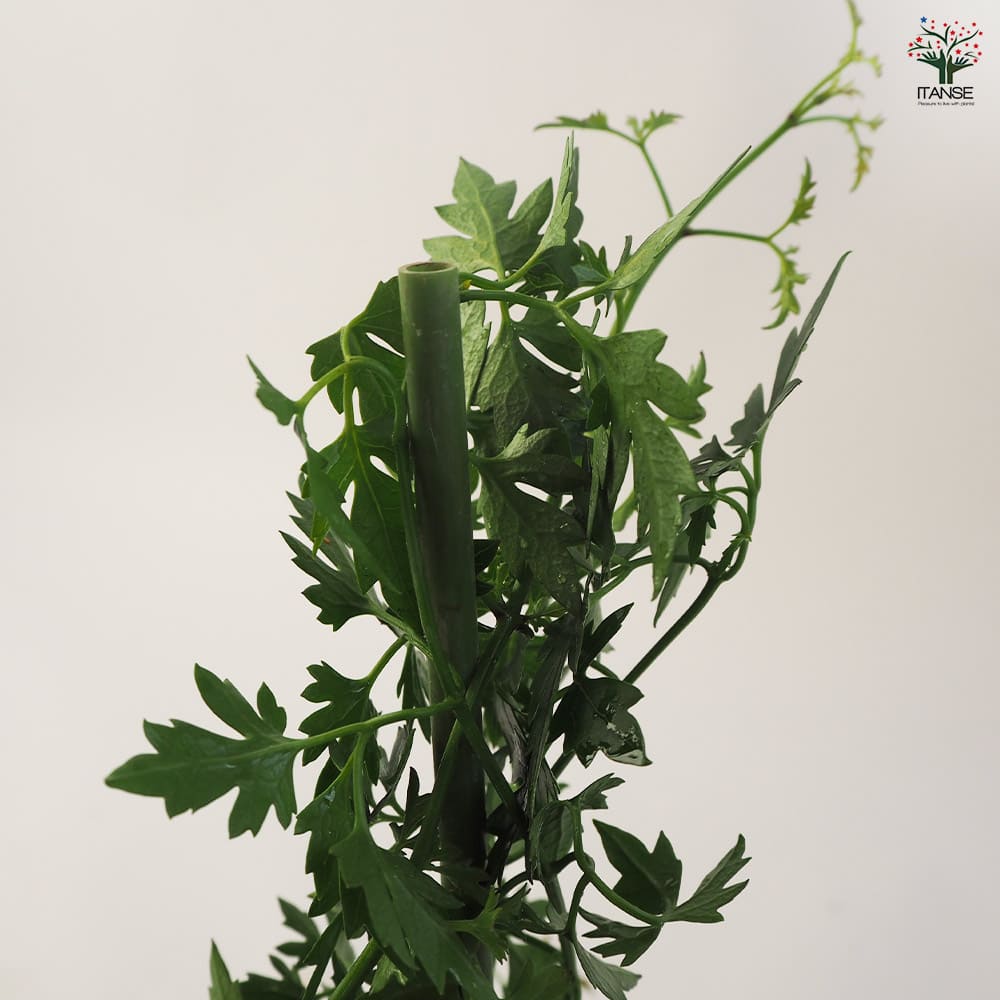 常緑クレマチス フレグランスオベロン【花苗 3~4号ポット苗】