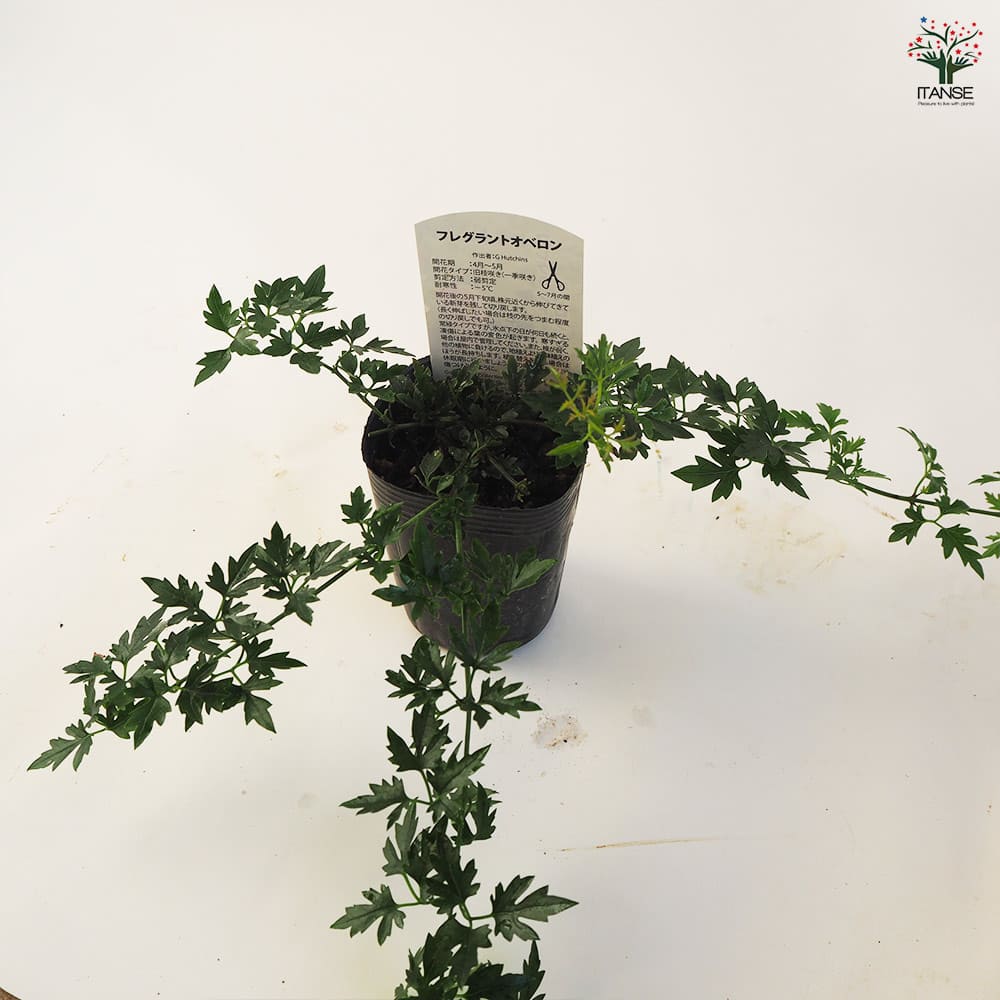 クレマチス　苗　④ 楽天市場】予約販売 クレマチス 苗 パルセット インテグリ