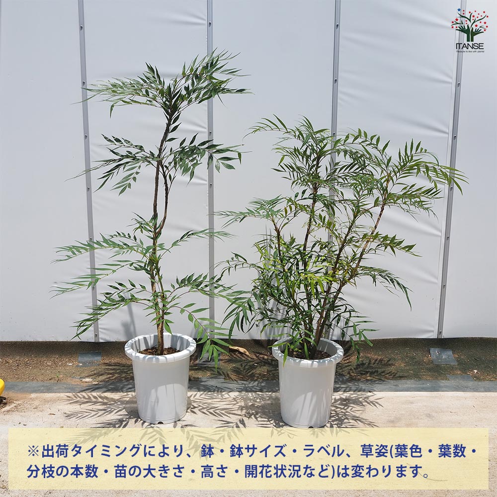 マホニア コンフーサ 【花木苗 8号／1個売り】｜ 【植物のITANSE