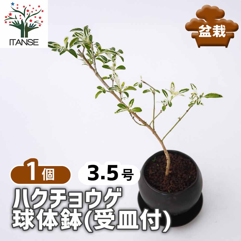 ハクチョウゲ 球体鉢(受皿付) 【盆栽 3.5号／1個売り】｜ 【植物の