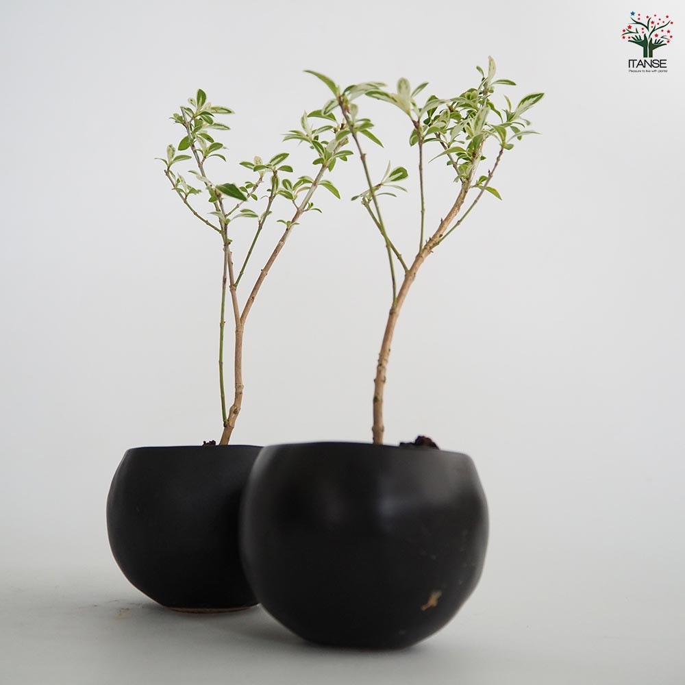 ハクチョウゲ 球体鉢(受皿付) 【盆栽 3.5号／1個売り】｜ 【植物の