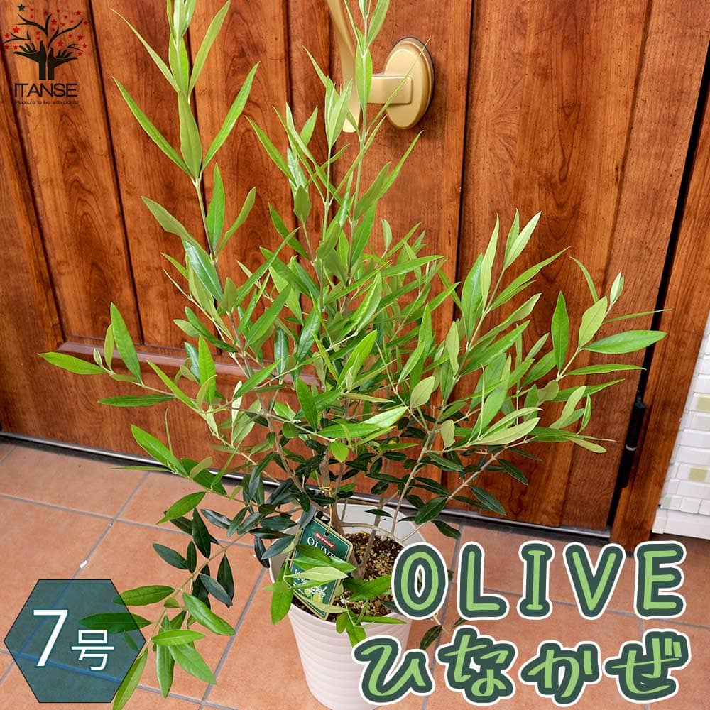 オリーブの苗木 品種：ひなかぜ【果樹の苗木 7号スリット鉢／1個売り】