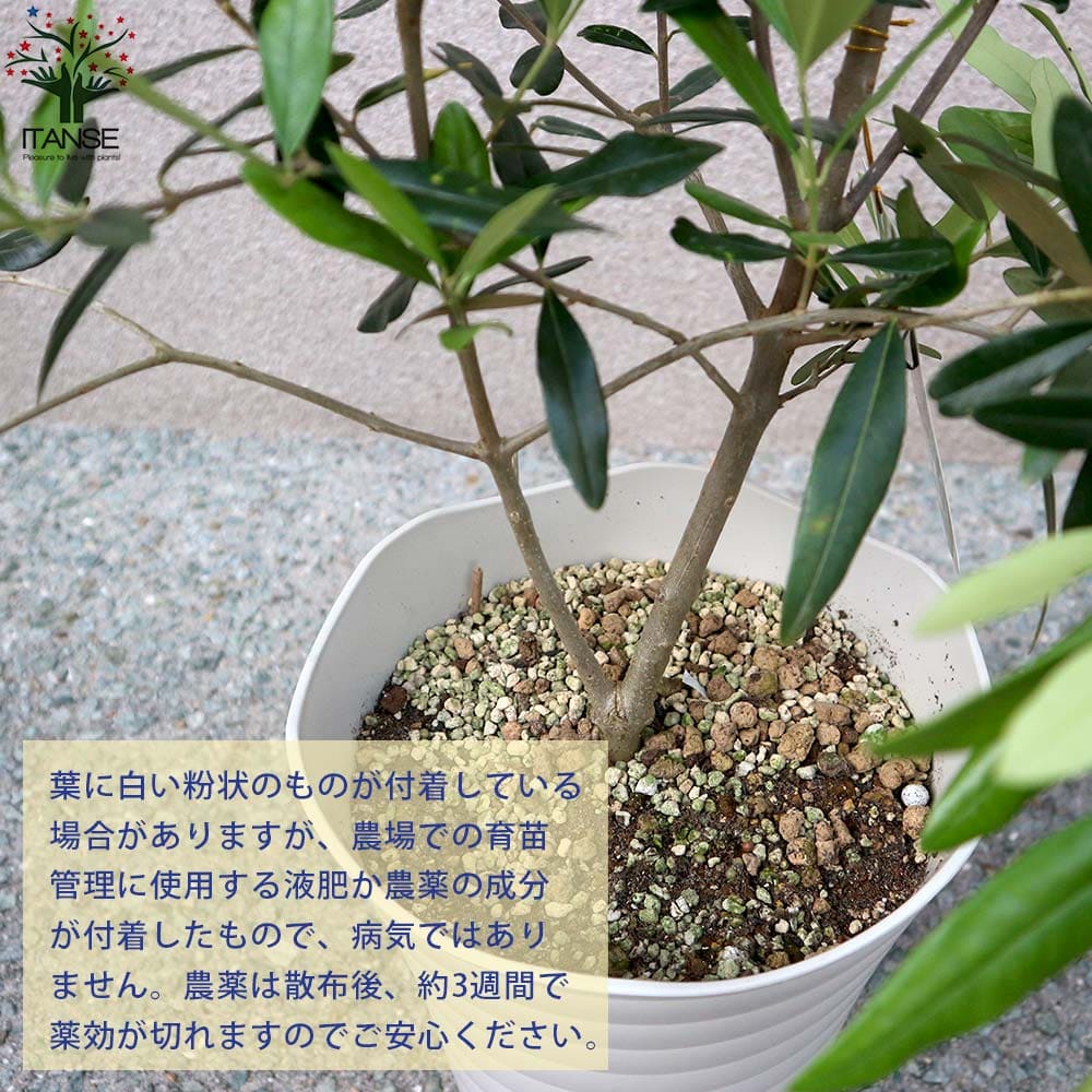オリーブの苗木 品種：ひなかぜ【果樹の苗木 7号スリット鉢／1個売り】