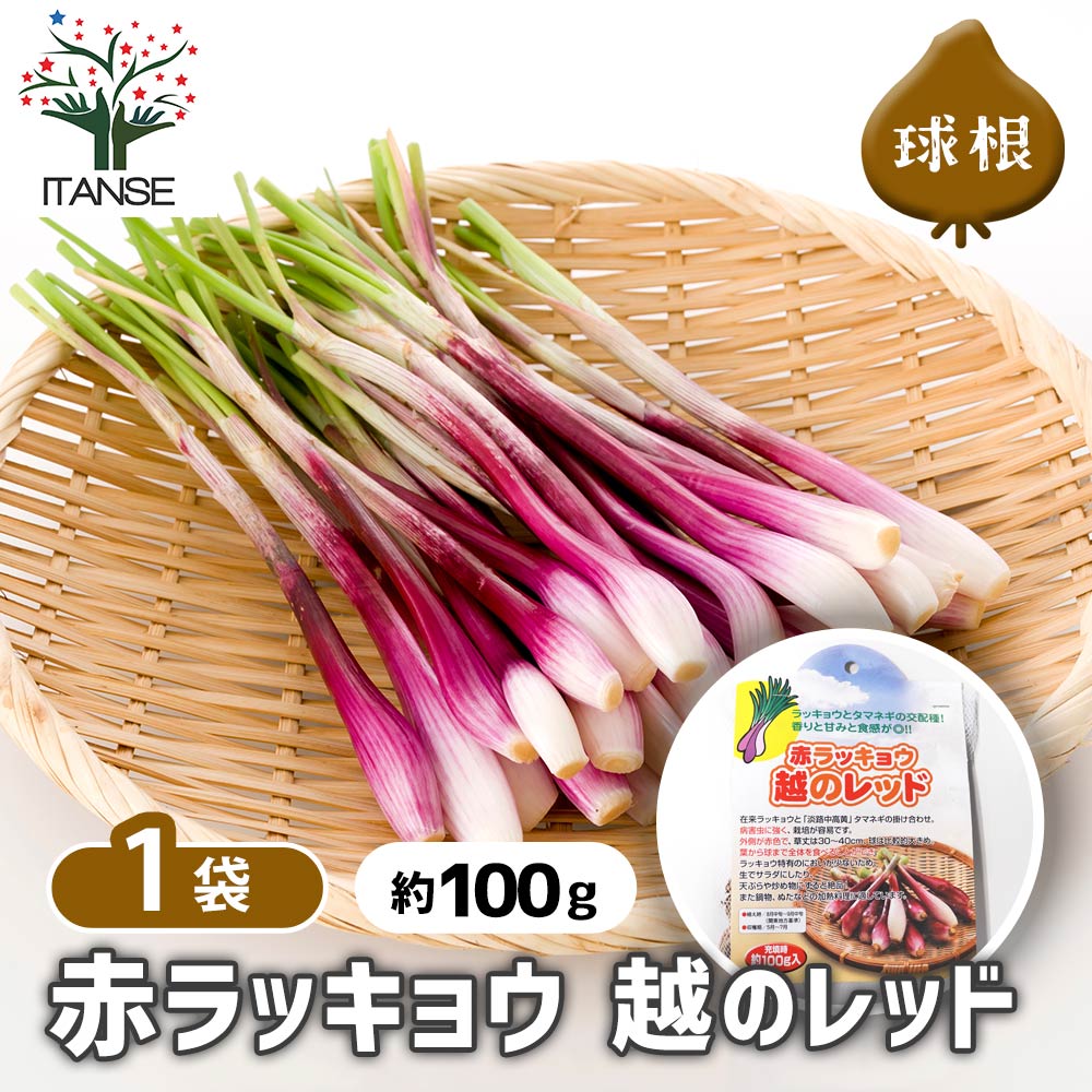 赤ラッキョウ 越のレッド 【野菜球根 充填時100g ／1個売り】