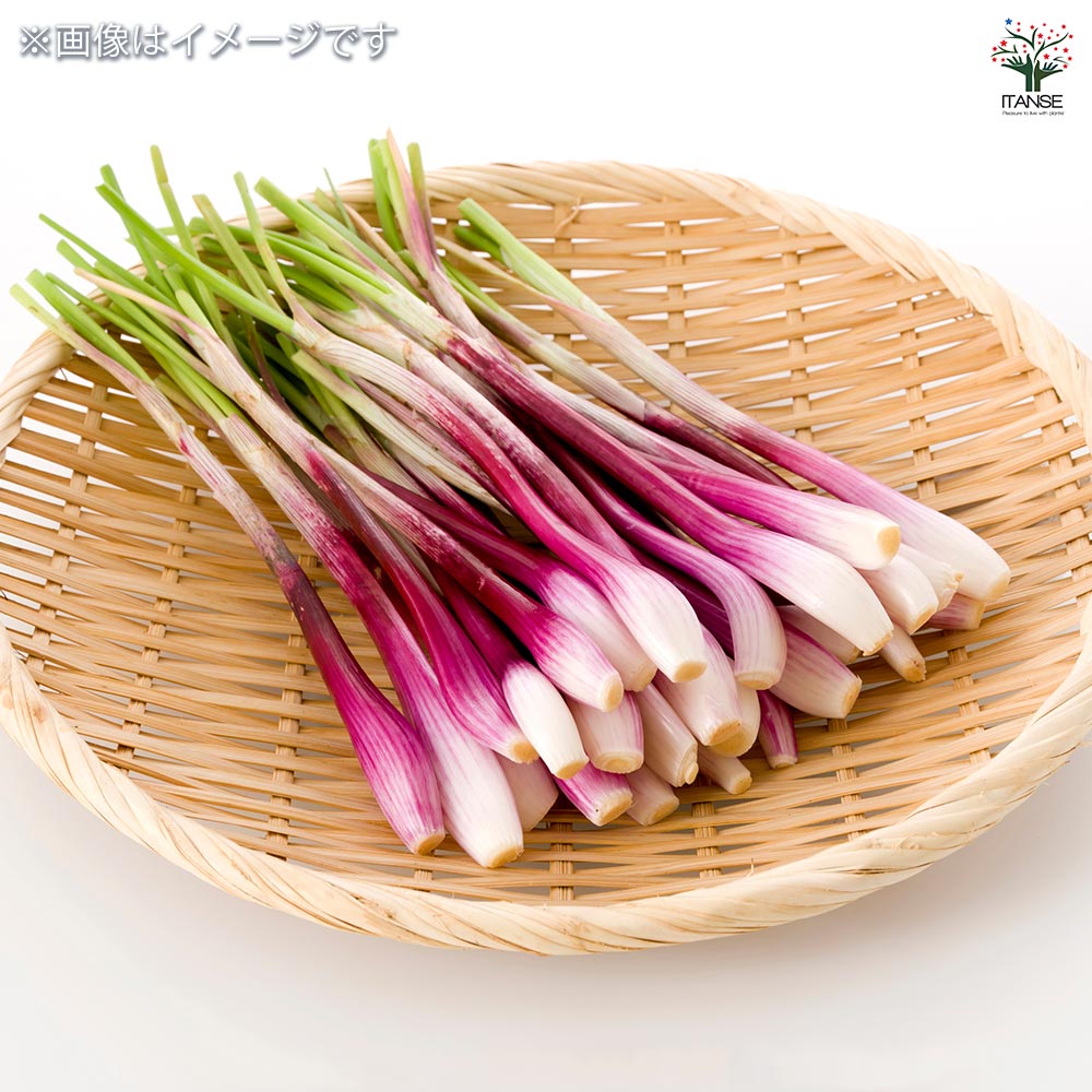 赤ラッキョウ 越のレッド 【野菜球根 充填時100g ／1個売り】