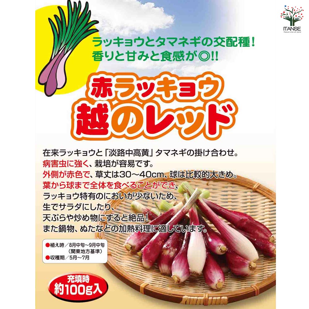 赤ラッキョウ 越のレッド 【野菜球根 充填時100g ／1個売り】