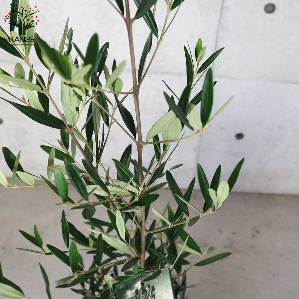 オリーブの苗木 品種：ひなかぜ【果樹の苗木 7号スリット鉢／1個売り】