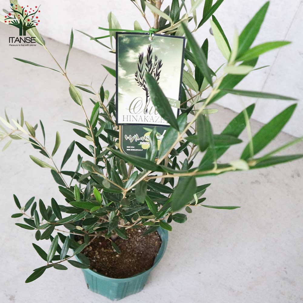 オリーブの苗木 品種：ひなかぜ【果樹の苗木 7号スリット鉢／1個売り】