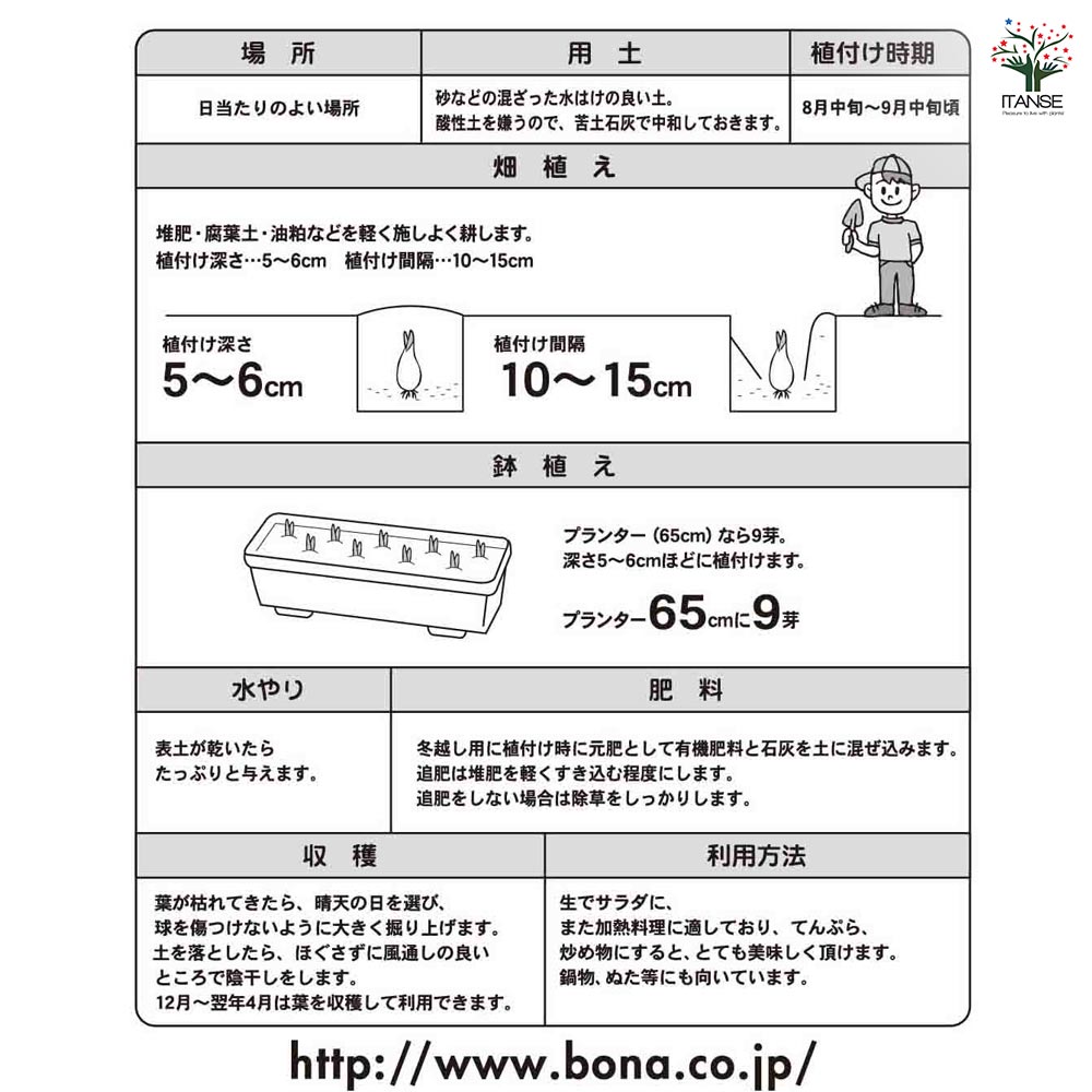赤ラッキョウ 越のレッド 【野菜球根 充填時100g ／1個売り】