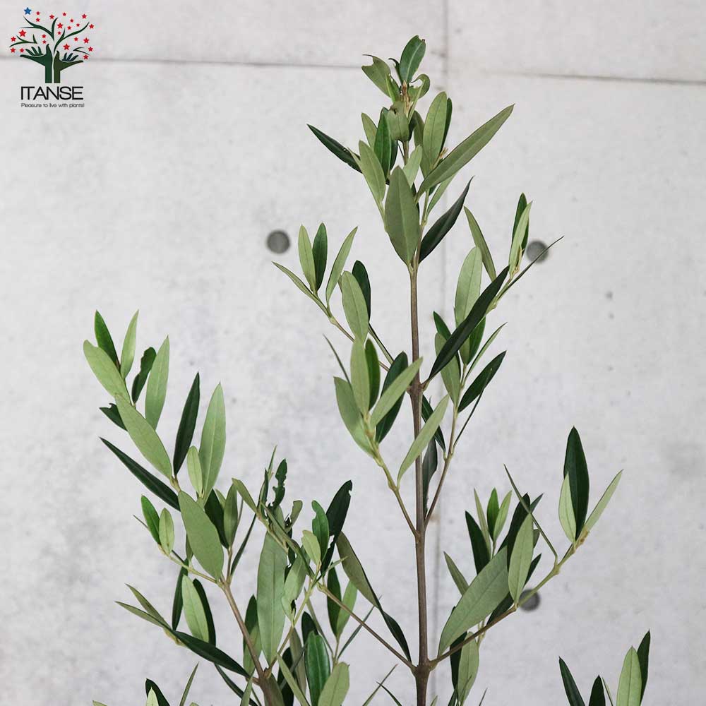 オリーブの苗木 品種：ひなかぜ【果樹の苗木 7号スリット鉢／1個売り】