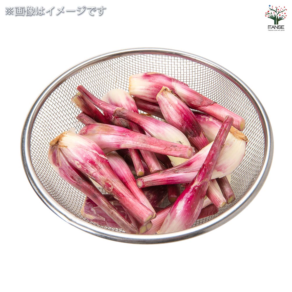 赤ラッキョウ 越のレッド 【野菜球根 充填時100g ／1個売り】