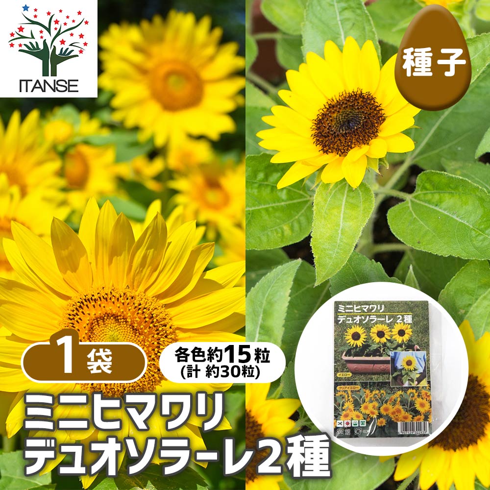 種子 ミニヒマワリ デュオソラーレ 【 各約15粒／1袋売り】