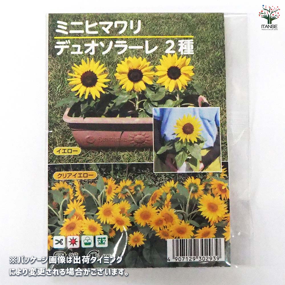 種子 ミニヒマワリ デュオソラーレ 【 各約15粒／1袋売り】