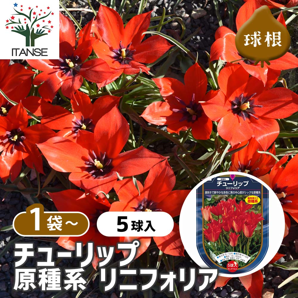 チューリップ 原種系 リニフォリア
