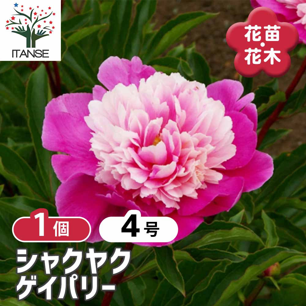 シャクヤク ゲイパリー 【花木苗 4号／1個売り】
