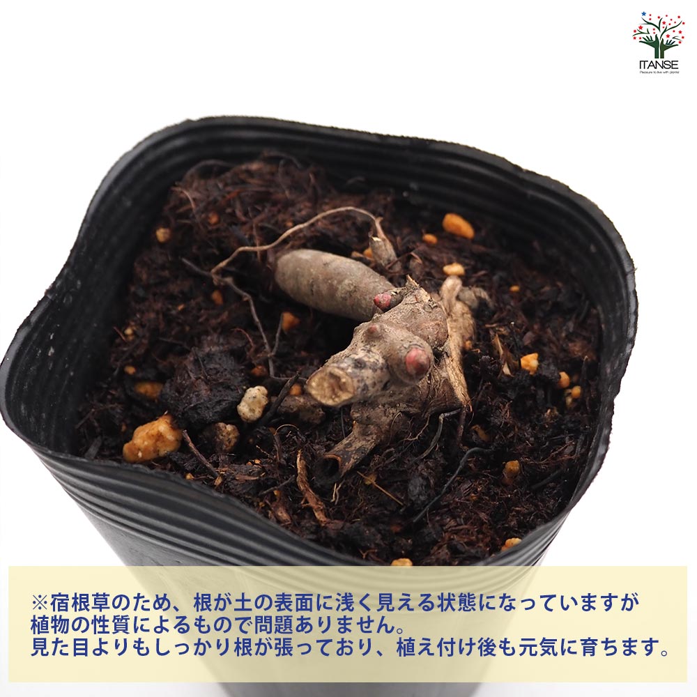 シャクヤク ゲイパリー 【花木苗 4号／1個売り】