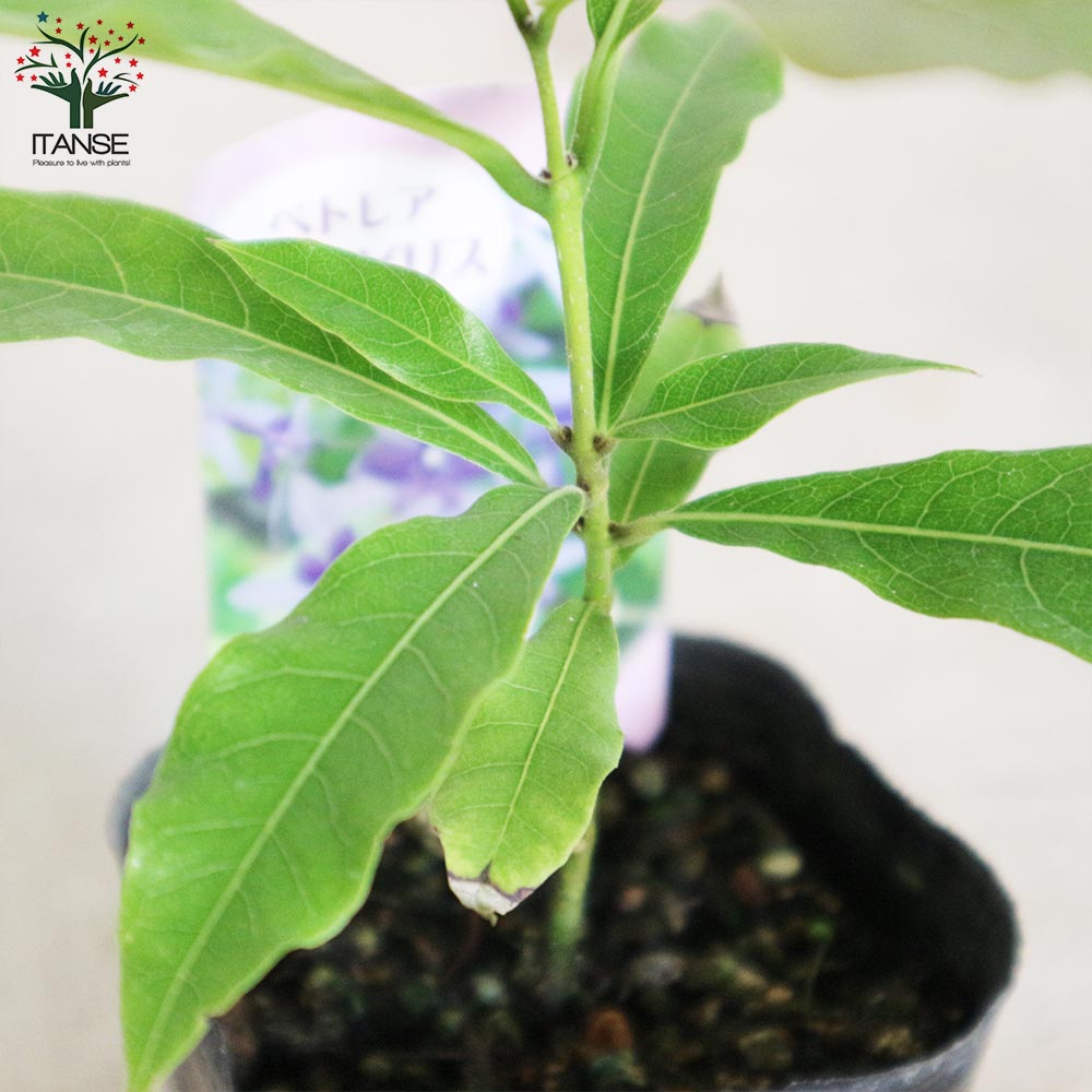 Itanse良品ｾﾚｸﾄ通販