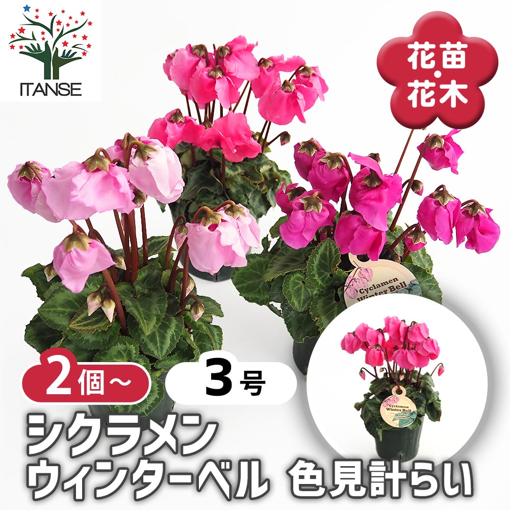 シクラメン ウィンターベル色見計らい2個～ 【花苗 3号】｜ 【植物の