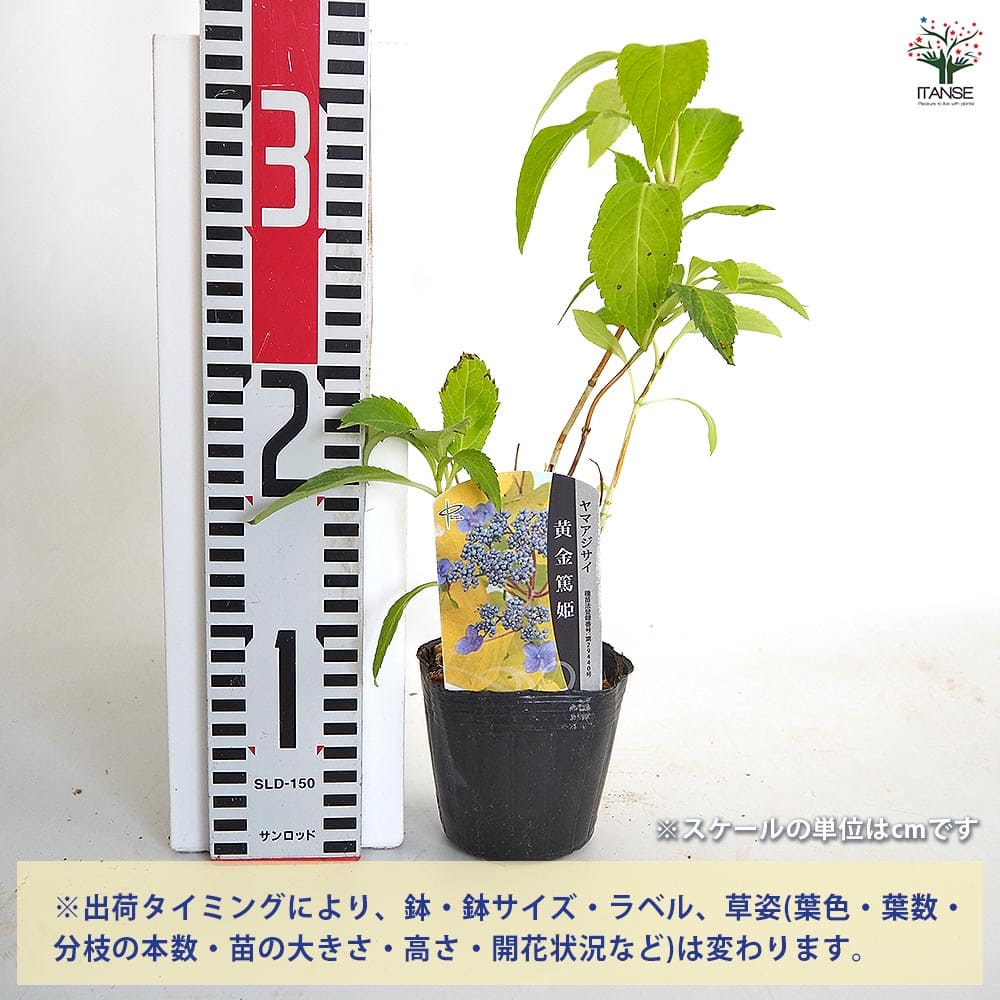 ヤマアジサイ 黄金篤姫 【花木苗 3号】｜ 【植物のITANSE】全品