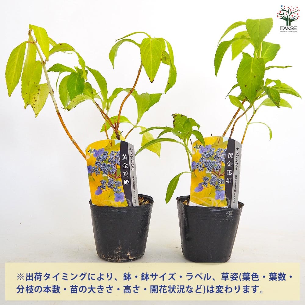 ヤマアジサイ 黄金篤姫 【花木苗 3号】｜ 【植物のITANSE】全品