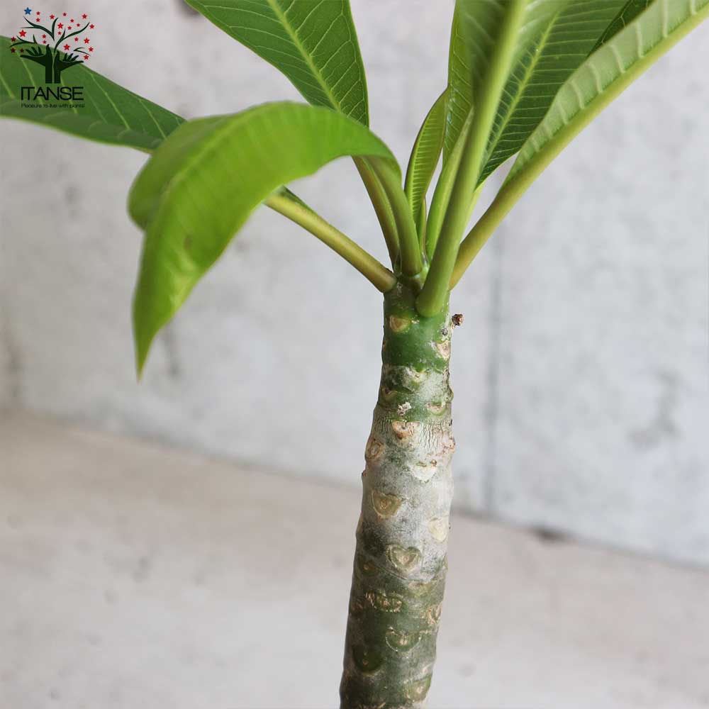 プルメリア イエロー【庭木 5号鉢 熱帯花木苗／1個売り】｜ 【植物の