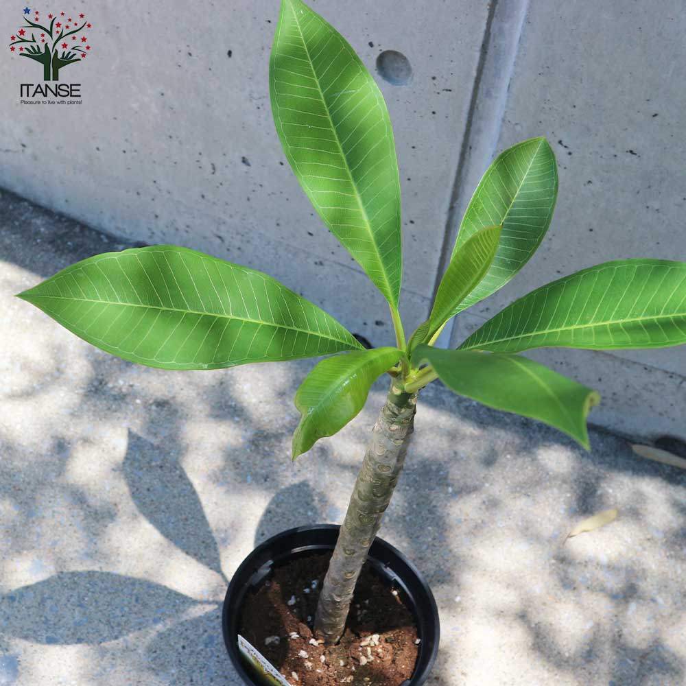 プルメリア イエロー【庭木 5号鉢 熱帯花木苗／1個売り】｜ 【植物の