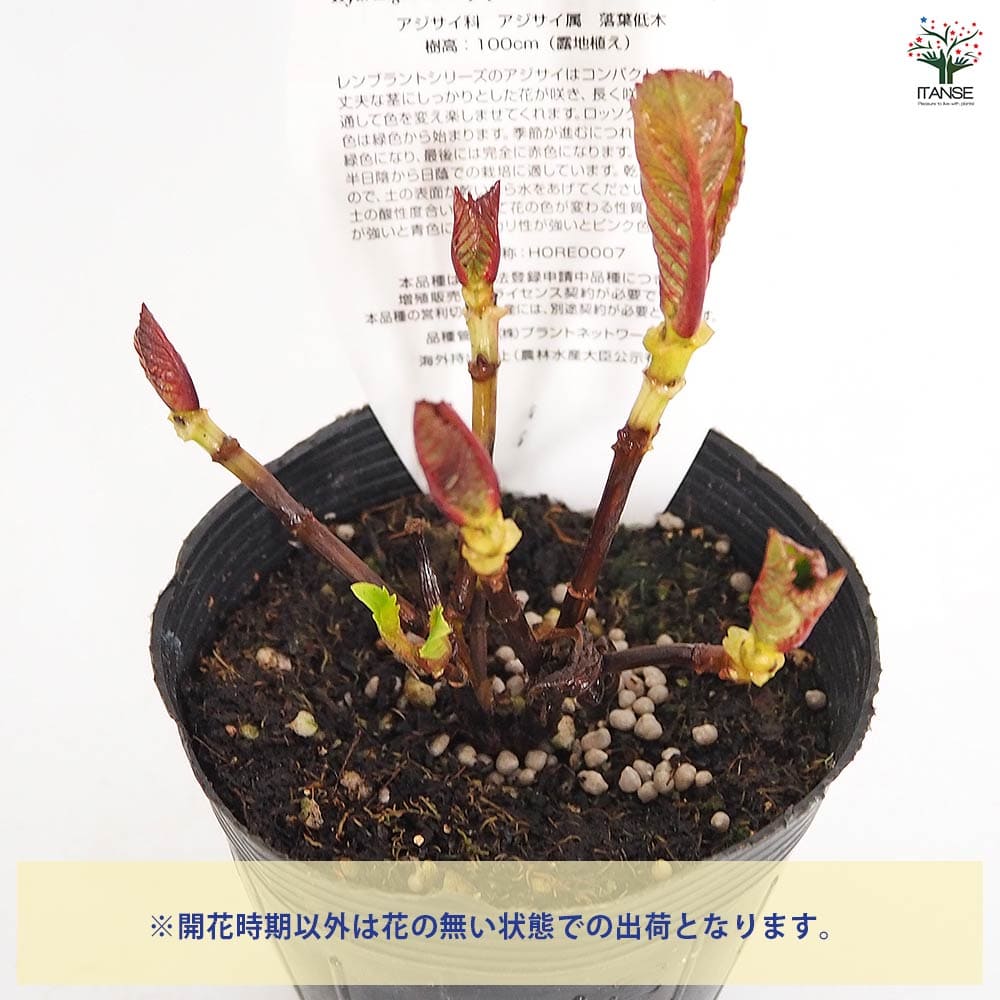 アジサイ レンブラント ロッソグローリー赤系 【花木苗 3.5号