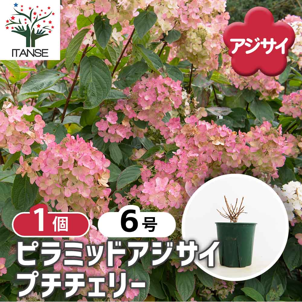 ピラミッドアジサイ プチチェリー 【花木苗 6号／1個売り】｜ 【植物の