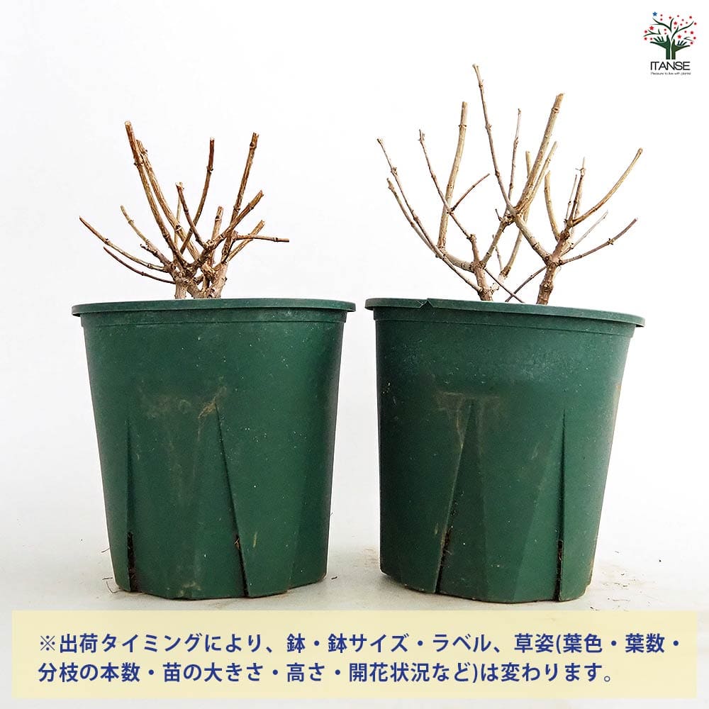 ピラミッドアジサイ プチチェリー 【花木苗 6号／1個売り】｜ 【植物の