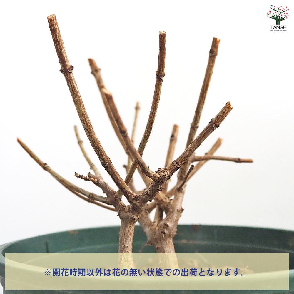 ピラミッドアジサイ プチチェリー 【花木苗 6号／1個売り】｜ 【植物の