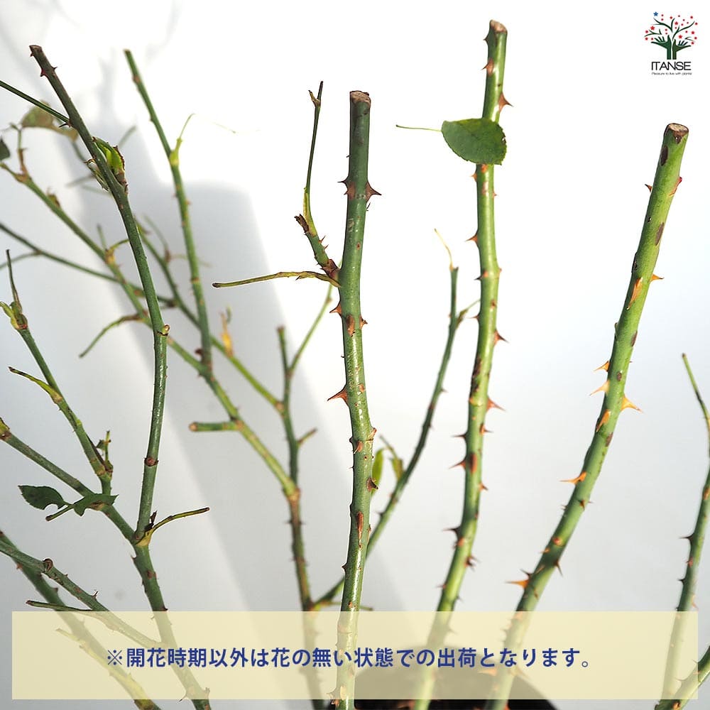 薔薇 ルイ14世 接木苗【花苗 4号／1個売り】｜ 【植物のITANSE