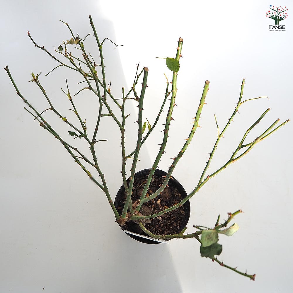 薔薇 ルイ14世 接木苗【花苗 4号／1個売り】｜ 【植物のITANSE