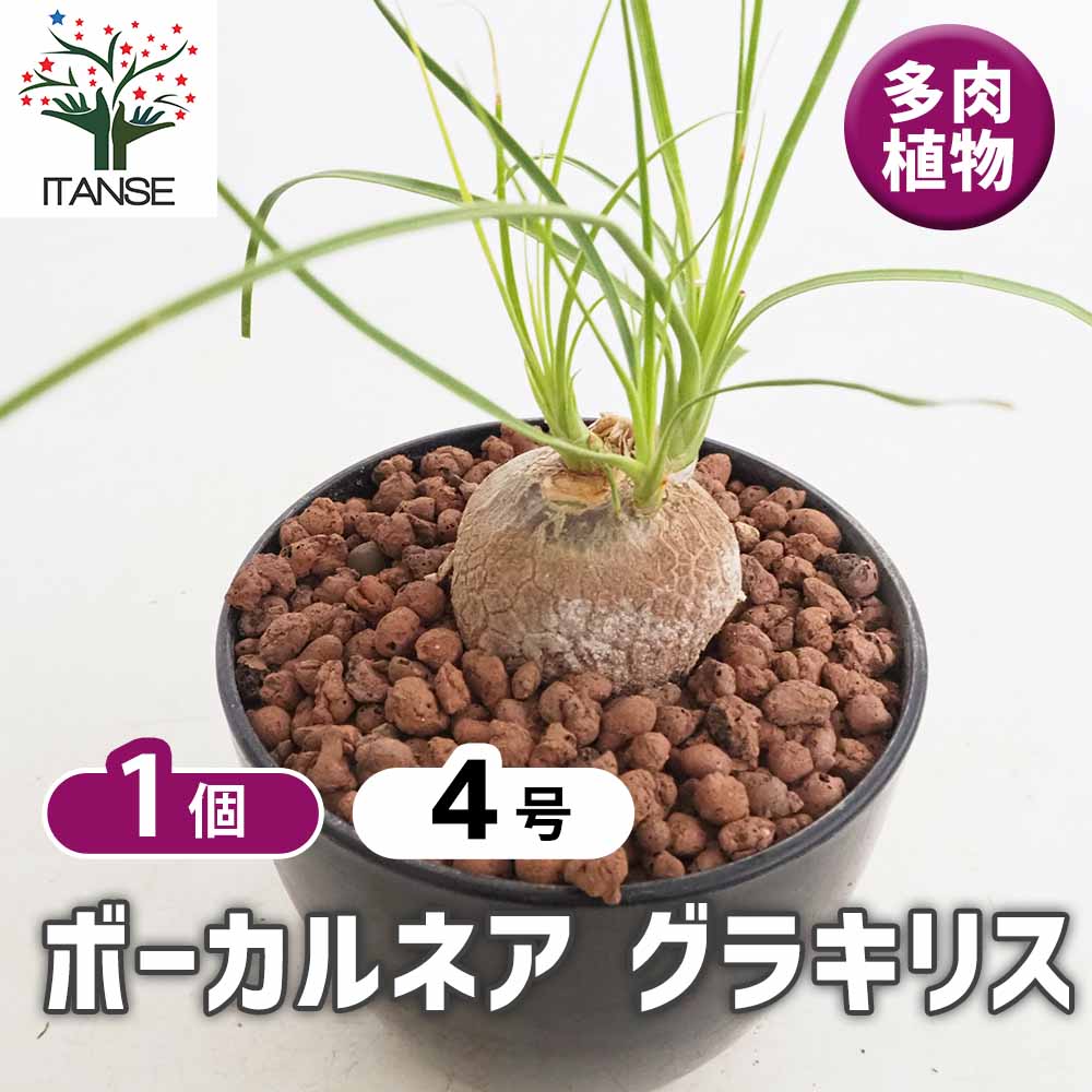 ボーカルネア グラキリス 【多肉植物 4号／1個売り】｜ 【植物の
