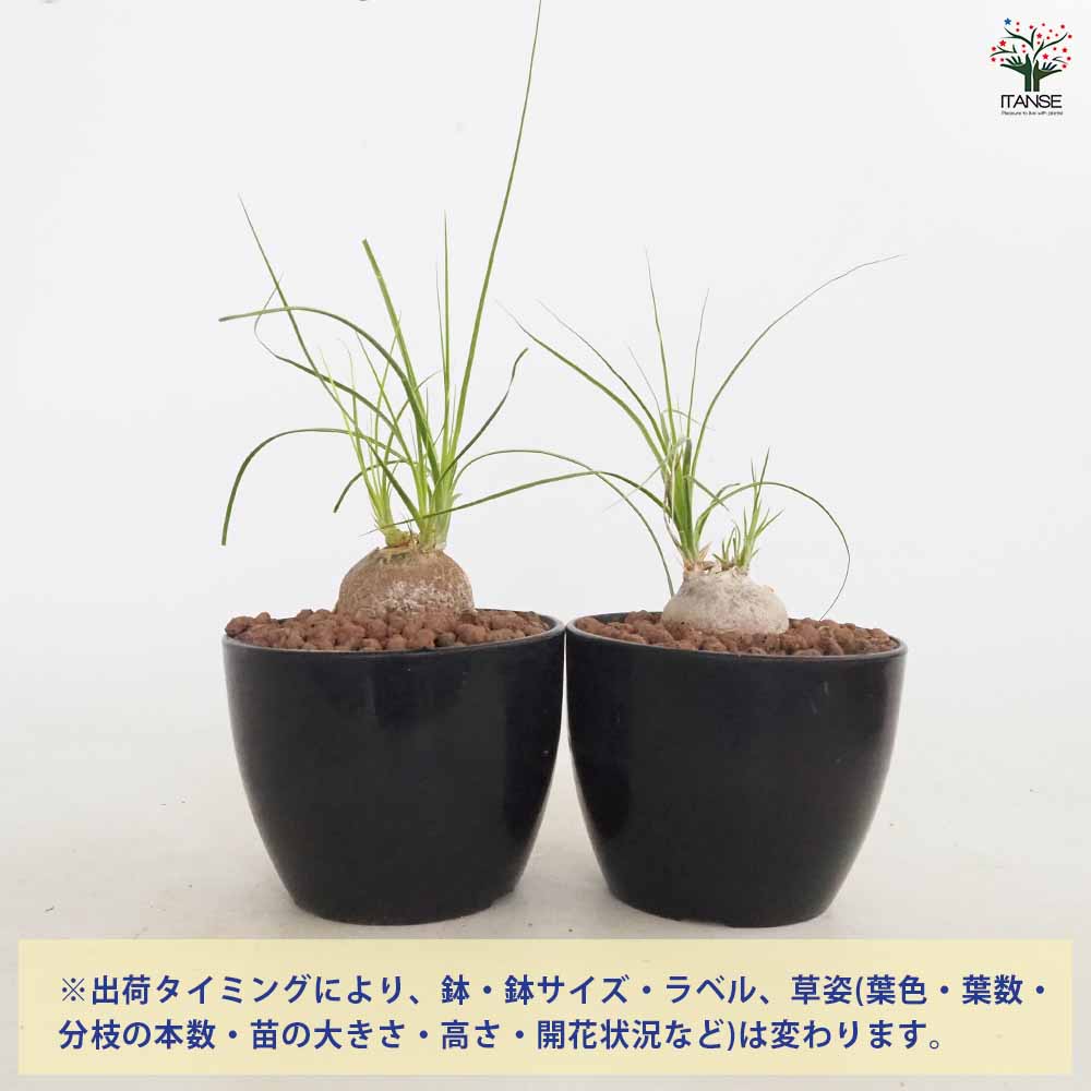 ボーカルネア グラキリス 【多肉植物 4号／1個売り】｜ 【植物の