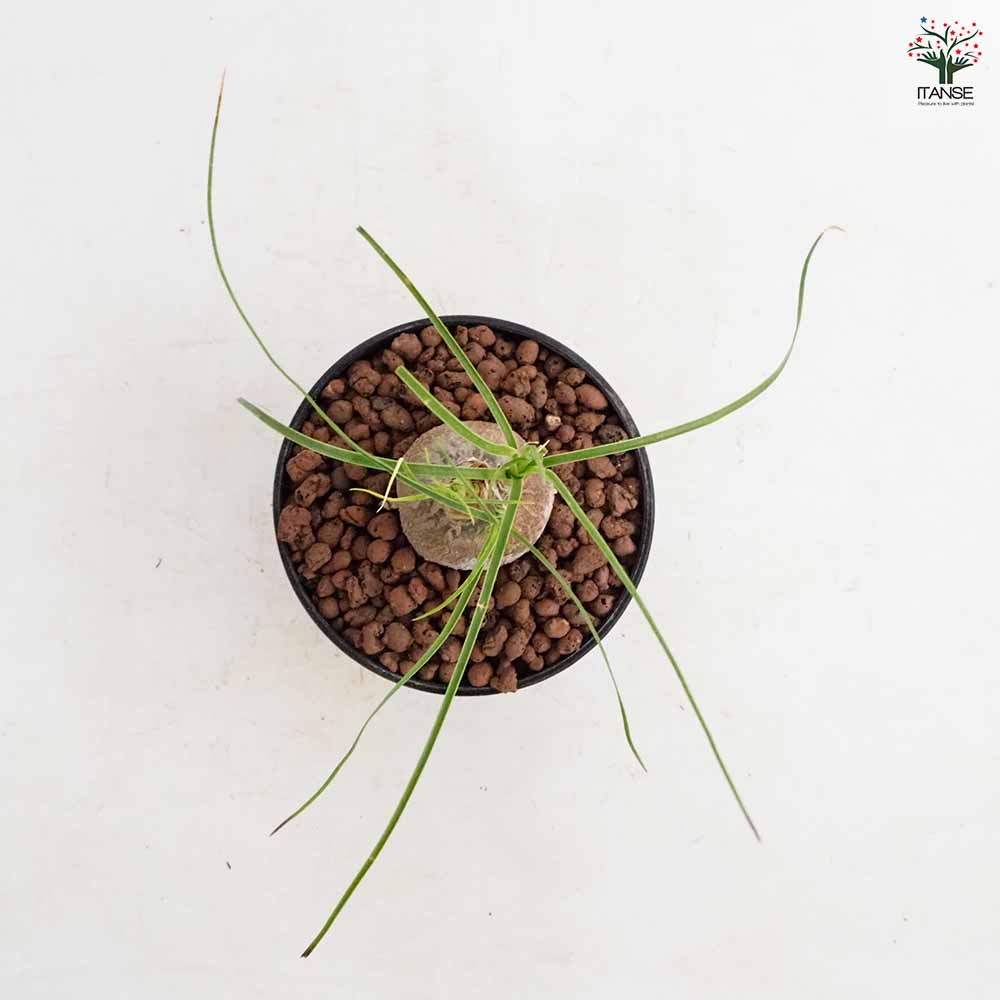 ボーカルネア グラキリス 【多肉植物 4号／1個売り】｜ 【植物の