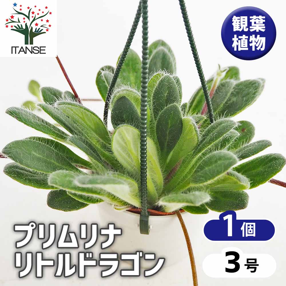 プリムリナ リトルドラゴン 【観葉植物 3号／1個売り】｜ 【植物の
