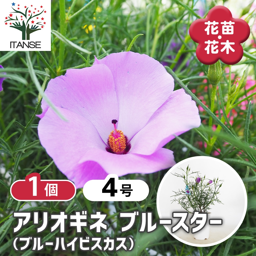 お花の苗　ブルーピンク　黄色 楽天市場】ビオラ 苗 ブルー〜パープル〜ピンク系 青花 紫花 ピンク花