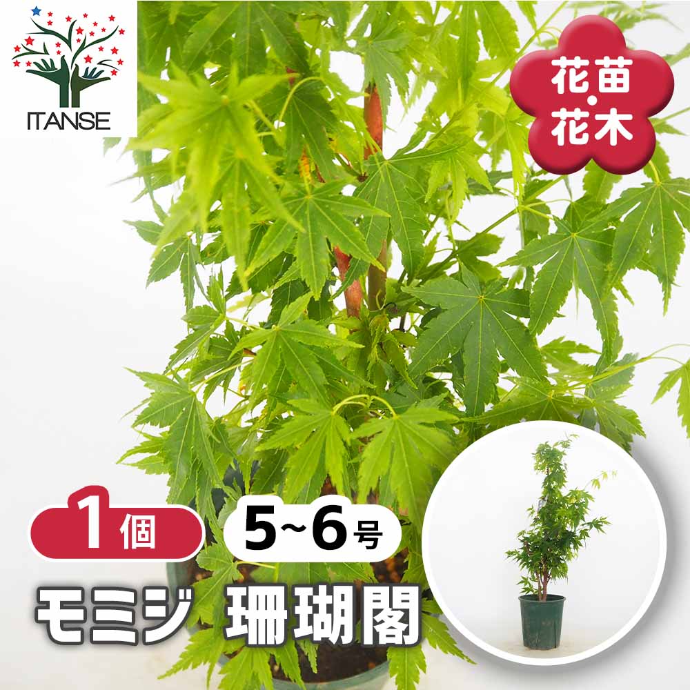 モミジ 珊瑚閣 鉢植え 苗木 H70cm前後 イロハモミジ ヤマモミジ カエデ モミジ(カエデ)の苗木 珊瑚閣 【花木苗 5号／1個売り】｜ 【植物の