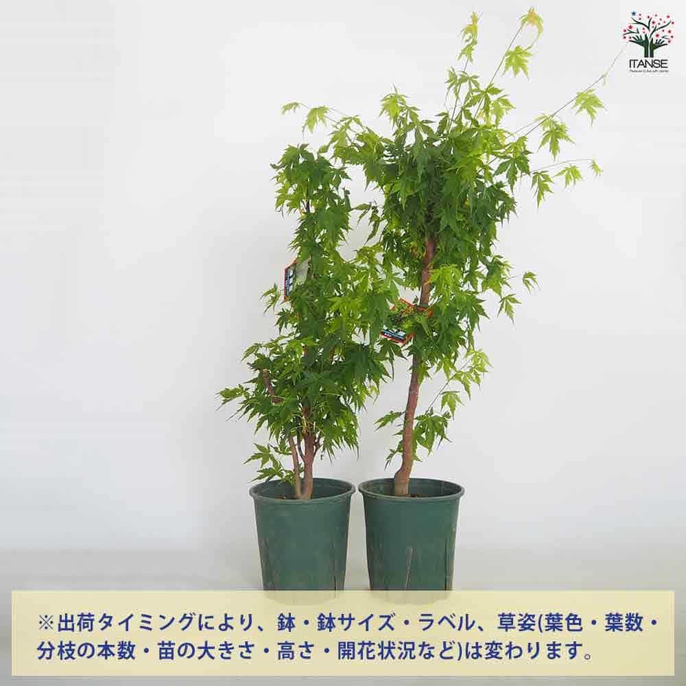 モミジ(カエデ)の苗木 珊瑚閣 【花木苗 5号／1個売り】｜ 【植物の