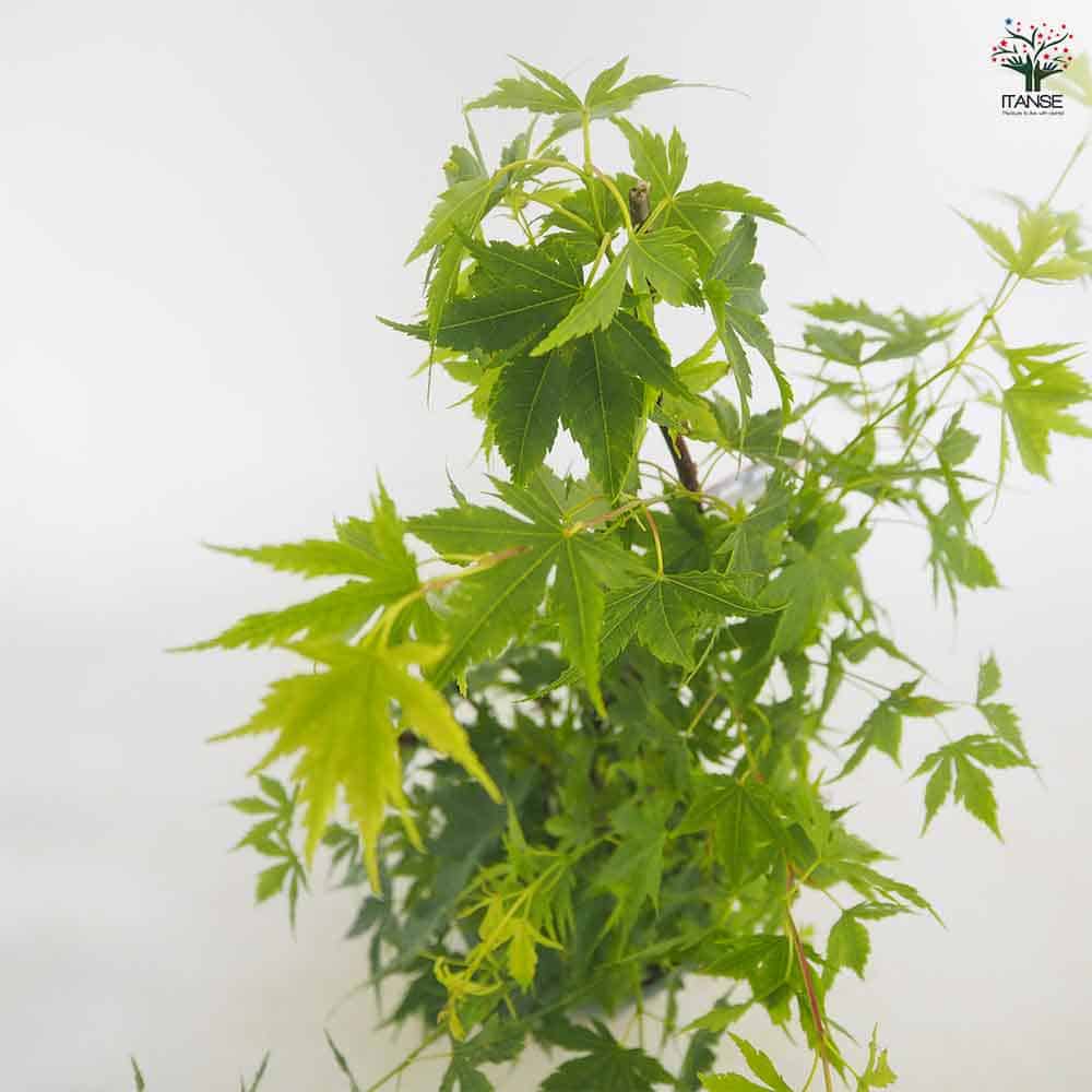 モミジ(カエデ)の苗木 珊瑚閣 【花木苗 5号／1個売り】｜ 【植物の