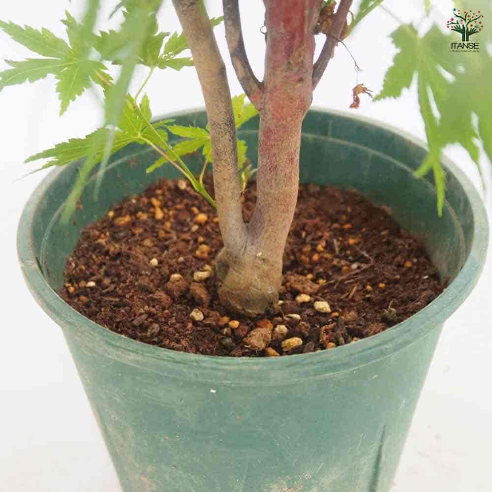モミジ(カエデ)の苗木 珊瑚閣 【花木苗 5号／1個売り】｜ 【植物の