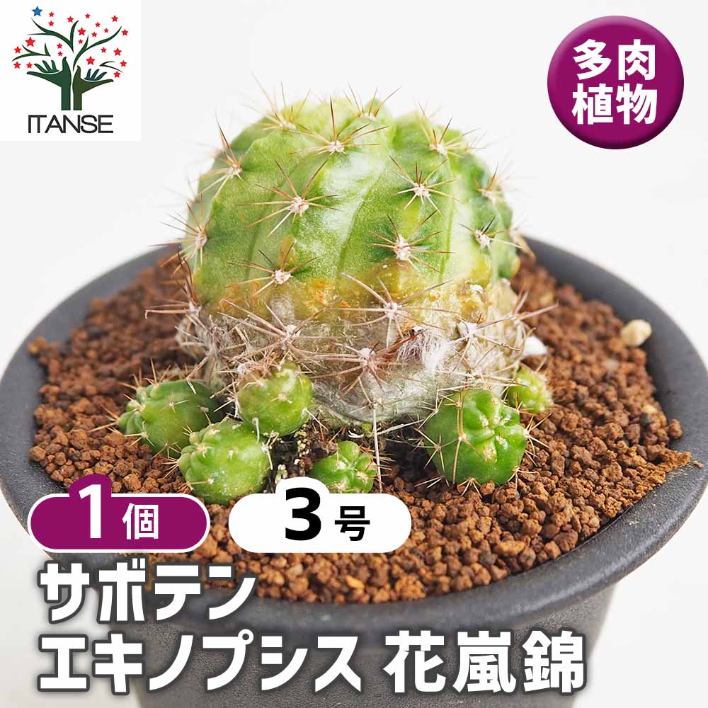 サボテン エキノプシス 花嵐錦 【多肉植物 3号／1個売り】｜ 【植物の
